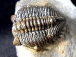 Coltraneia oufatensis MORZADEC 2001 - Bild © FossNet FossilienStore